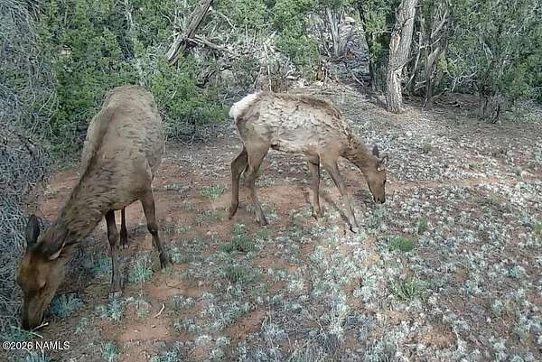 10 Acres of Land for Sale in Williams, Arizona