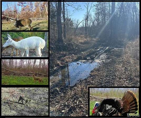 75 Acres of Land for Sale in Leasburg, Missouri