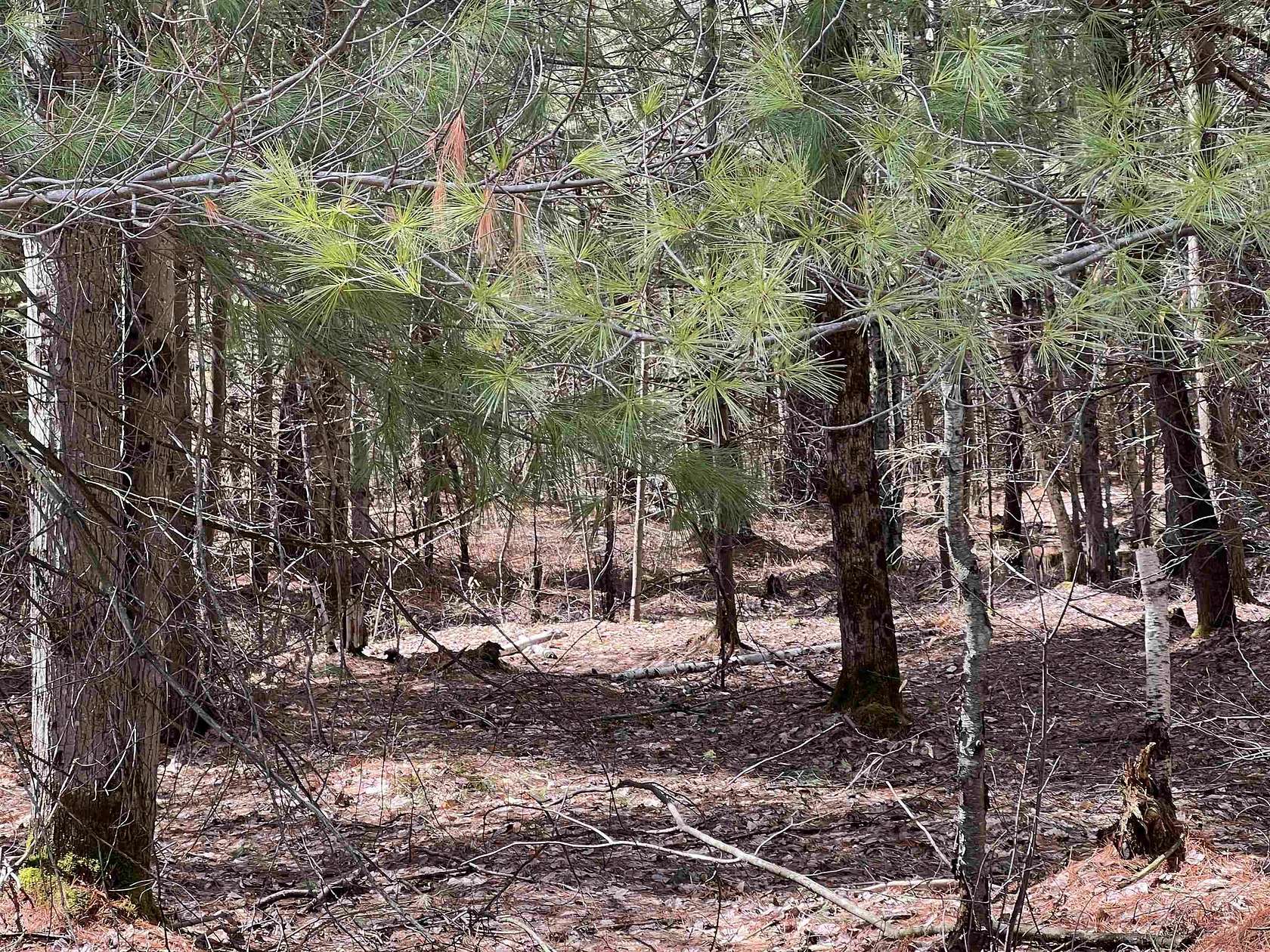 6.5 Acres of Residential Land for Sale in Brasher Falls, New York