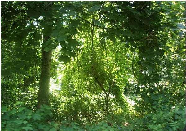 0.26 Acres of Land for Sale in Falmouth, Massachusetts