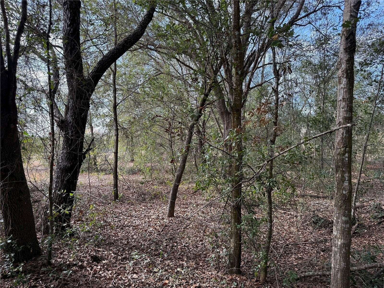 3 Acres of Residential Land for Sale in Belleview, Florida