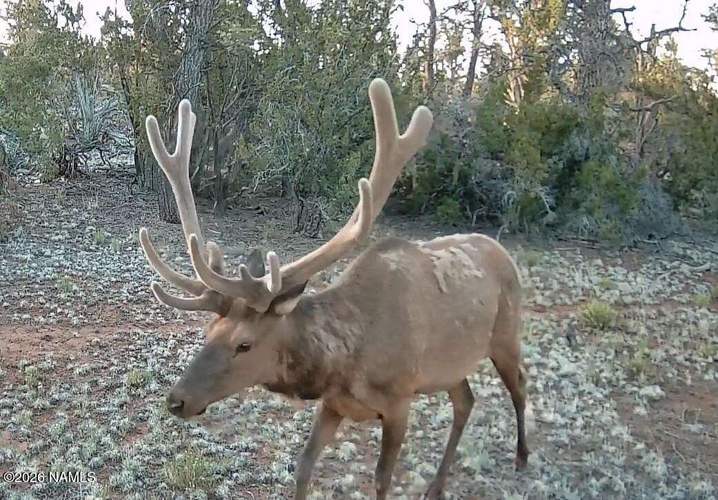 20 Acres of Recreational Land for Sale in Williams, Arizona