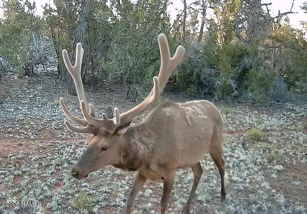 20 Acres of Recreational Land for Sale in Williams, Arizona