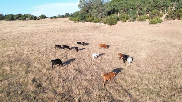 116 Acres of Agricultural Land for Sale in Burson, California