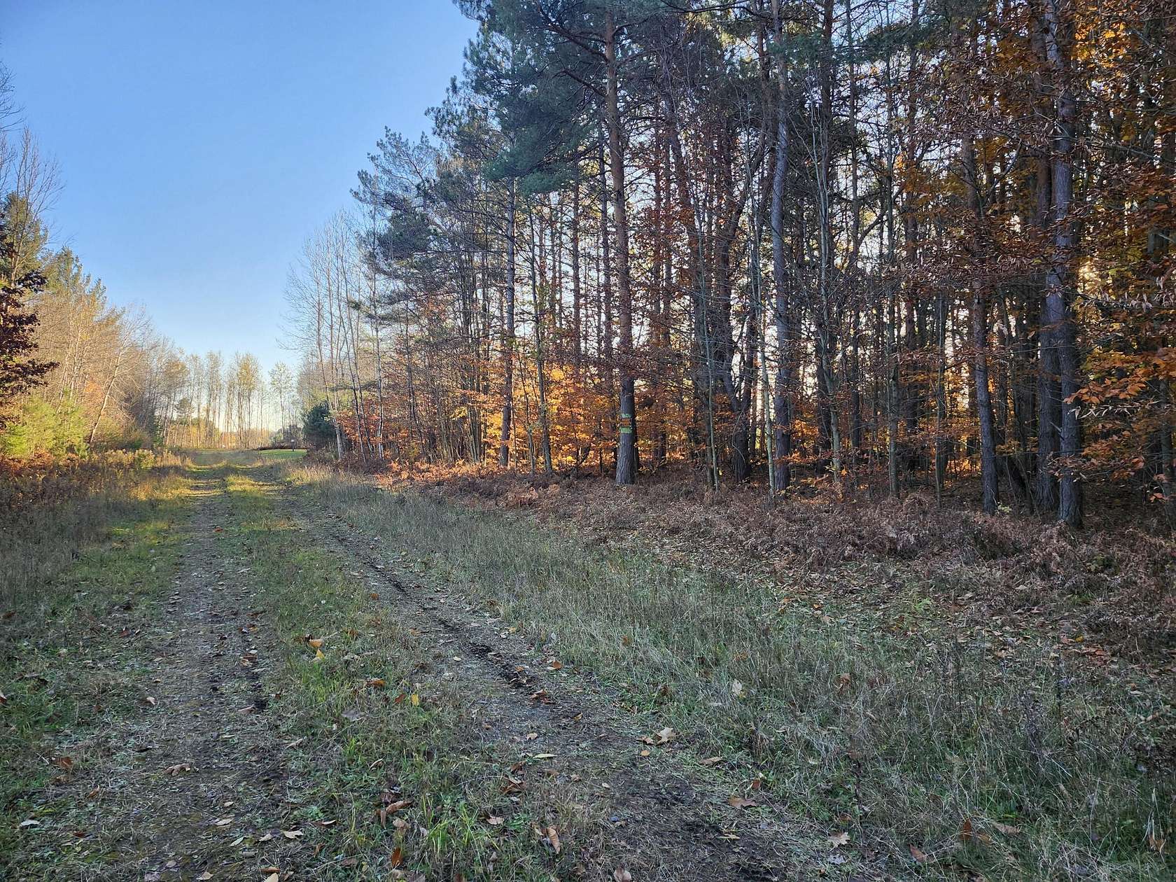 17 Acres of Recreational Land for Sale in Kaleva, Michigan