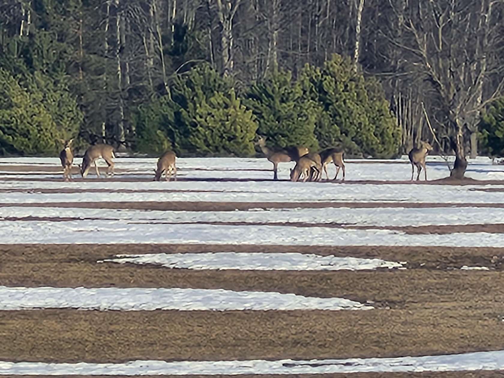 17 Acres of Recreational & Residential Land for Sale in Kaleva, Michigan