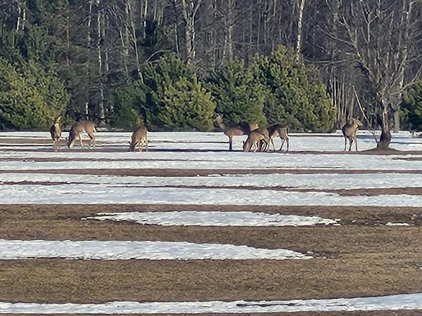 17 Acres of Recreational & Residential Land for Sale in Kaleva, Michigan