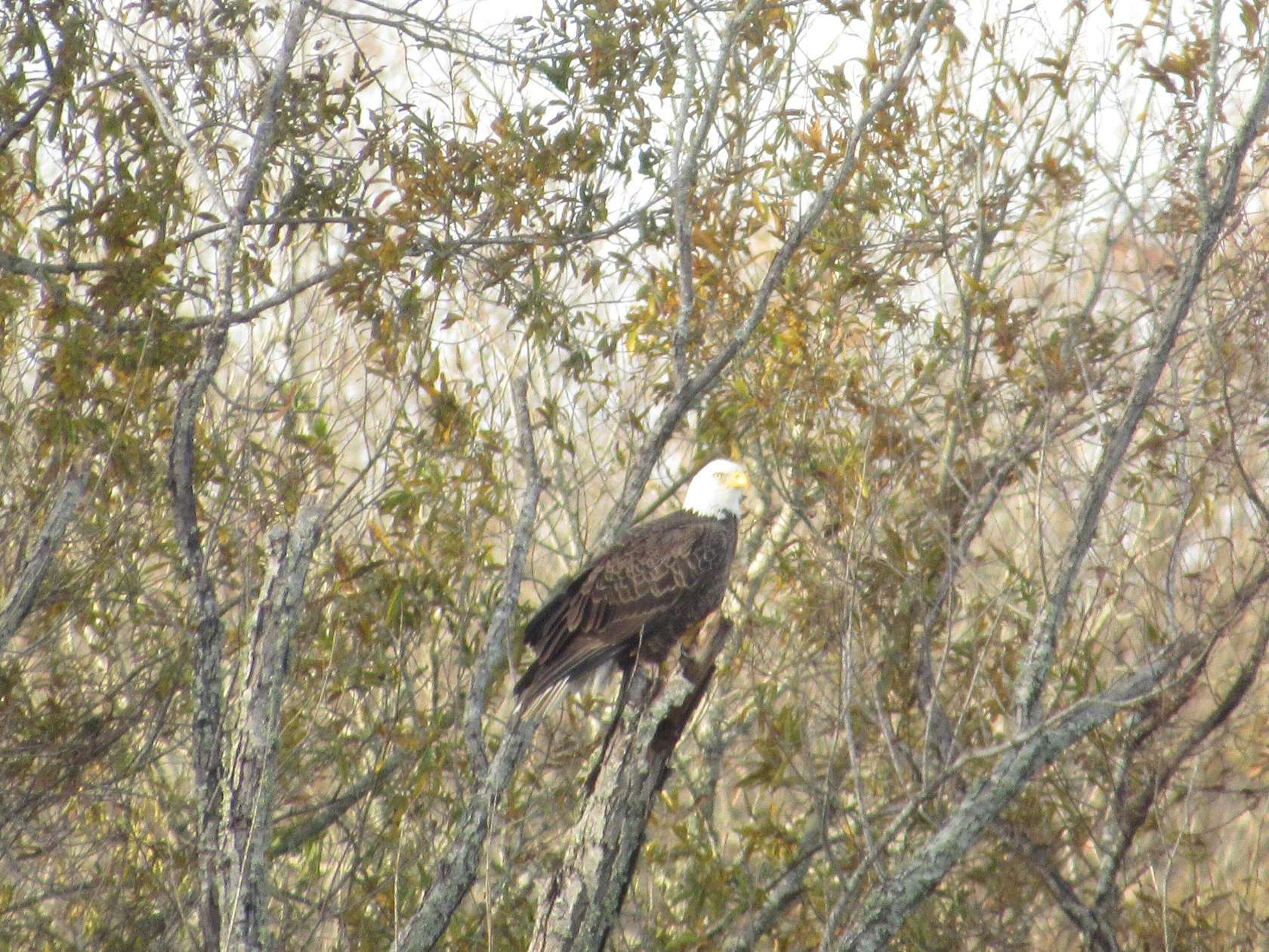 2.8 Acres of Land for Sale in Columbus, Mississippi
