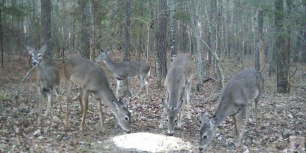 35.2 Acres of Recreational Land for Sale in De Kalb, Texas