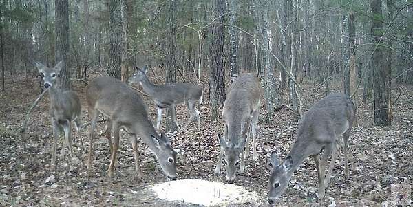 35.2 Acres of Recreational Land for Sale in De Kalb, Texas