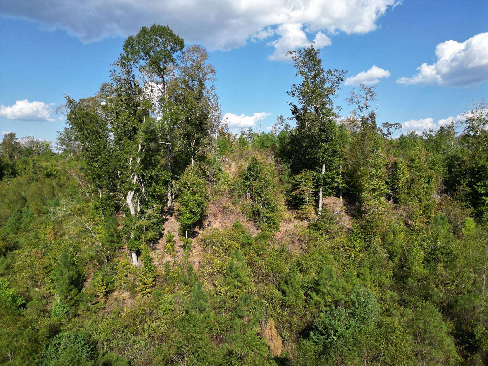 79.6 Acres of Land for Sale in Columbia, Louisiana