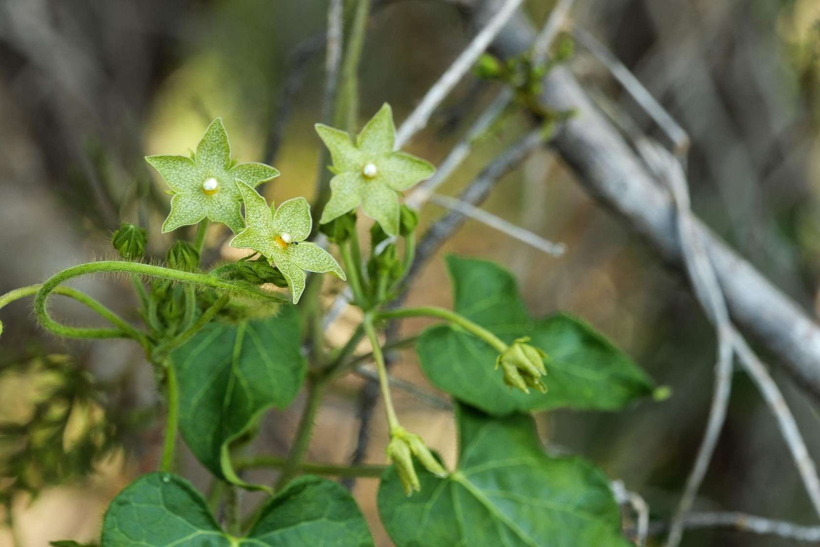 0.2 Acres of Residential Land for Sale in Dripping Springs, Texas