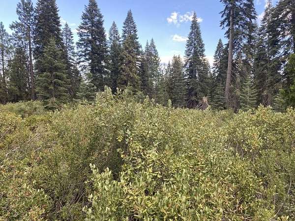 2.5 Acres of Residential Land for Sale in McCloud, California