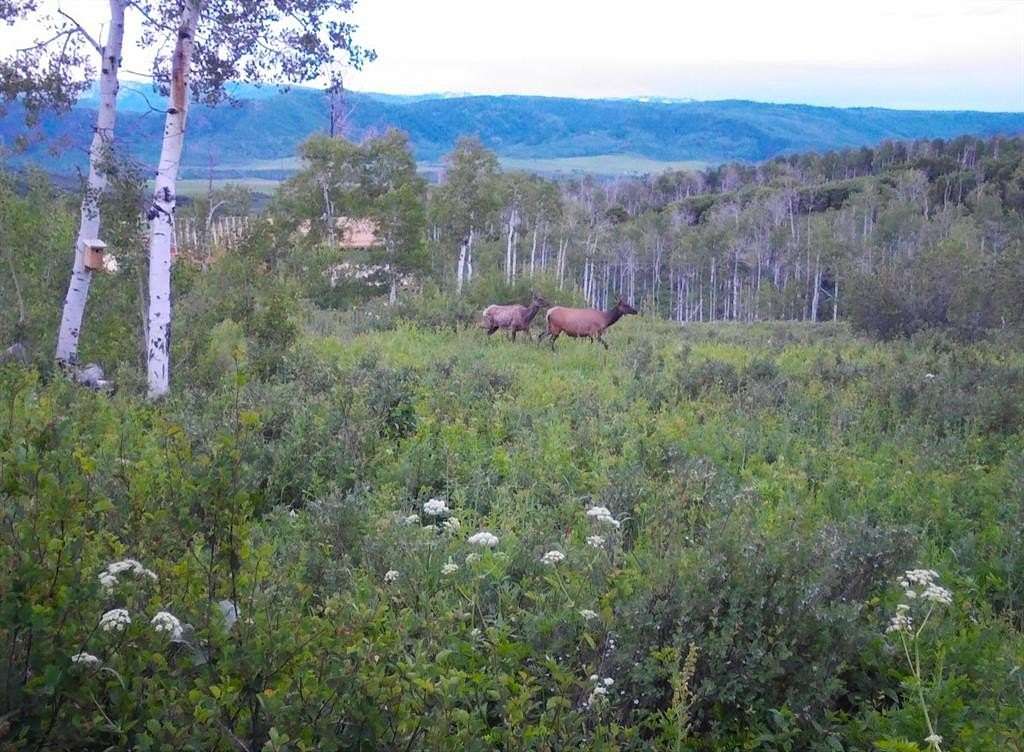 50 Acres of Land for Sale in Clark, Colorado