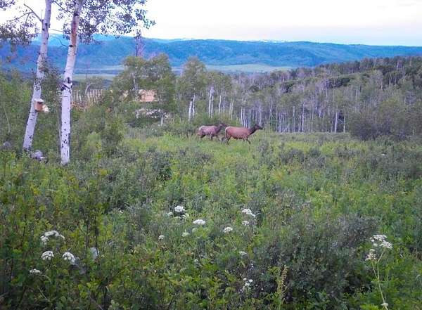 50 Acres of Land for Sale in Clark, Colorado
