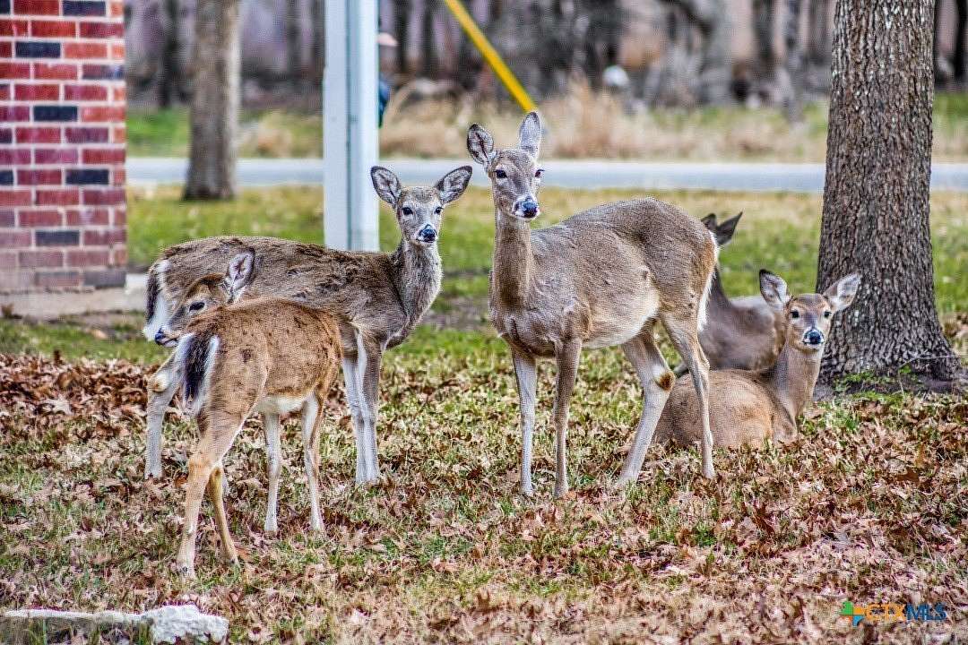 0.31 Acres of Land for Sale in Morgan's Point Resort, Texas
