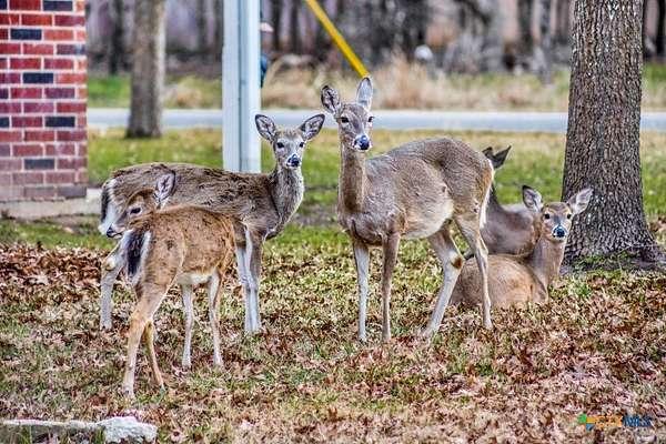 0.31 Acres of Land for Sale in Morgan's Point Resort, Texas