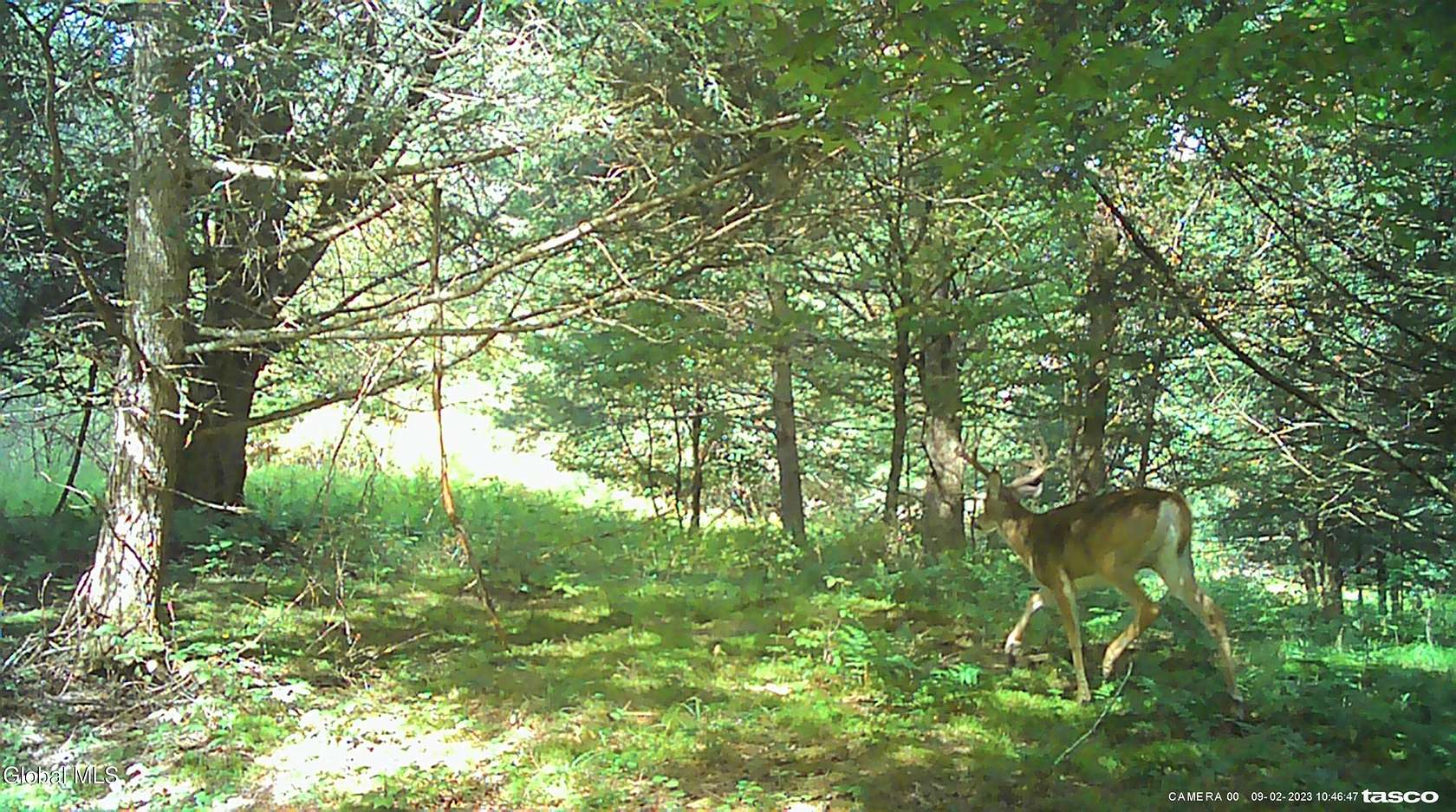 38 Acres of Recreational Land for Sale in Jefferson, New York