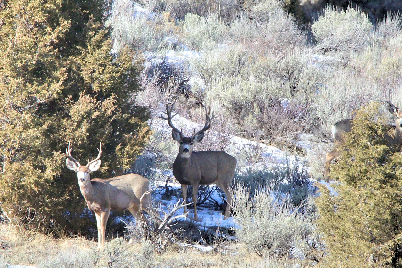243 Acres of Recreational Land for Sale in Meeker, Colorado