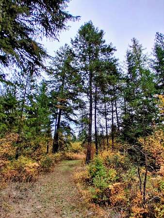 5 Acres of Land for Sale in Elk, Washington