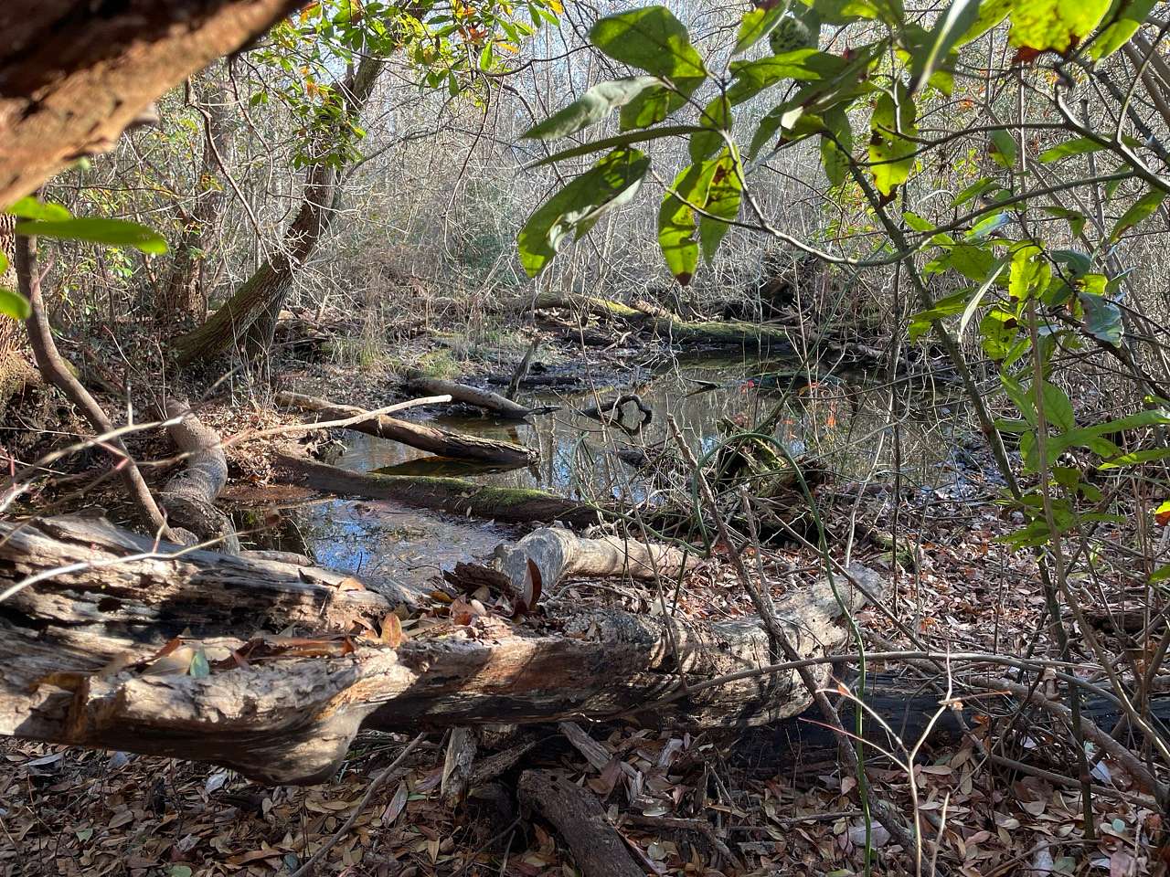 530 Acres of Land for Sale in Maysville, North Carolina