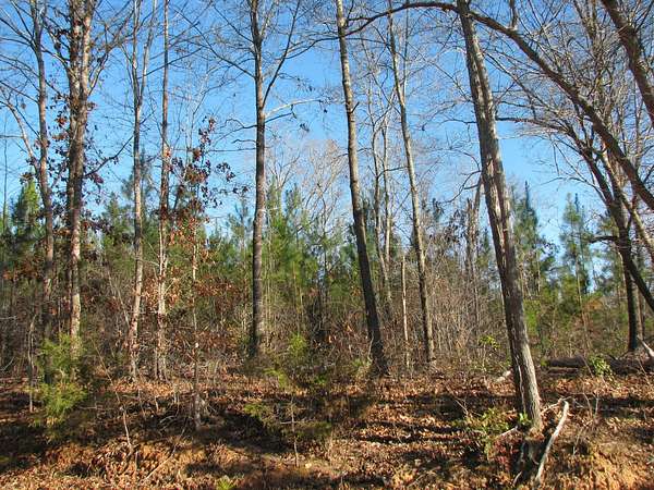 115 Acres of Recreational Land & Farm for Sale in Blair, South Carolina