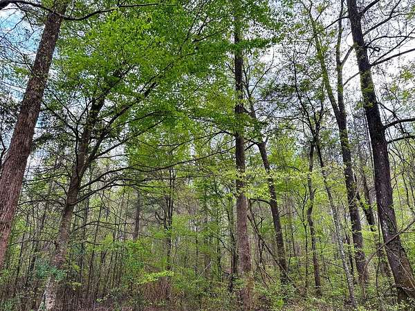 160 Acres of Recreational Land for Sale in Daviston, Alabama