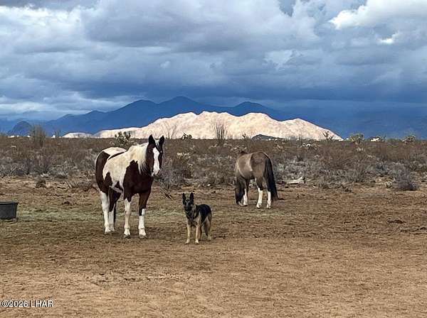 80.1 Acres of Recreational Land for Sale in Yucca, Arizona