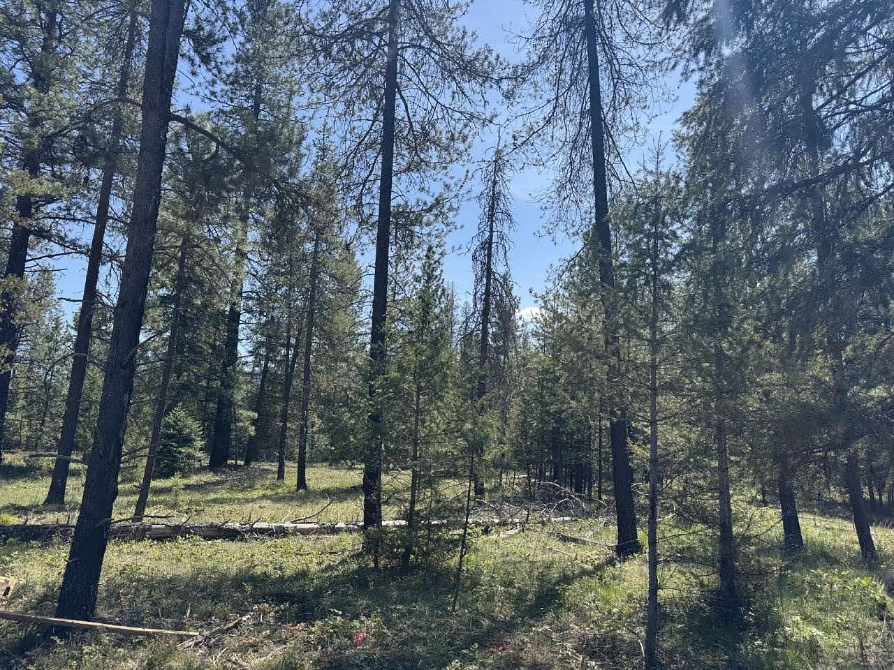 3 Acres of Residential Land for Sale in Trout Creek, Montana