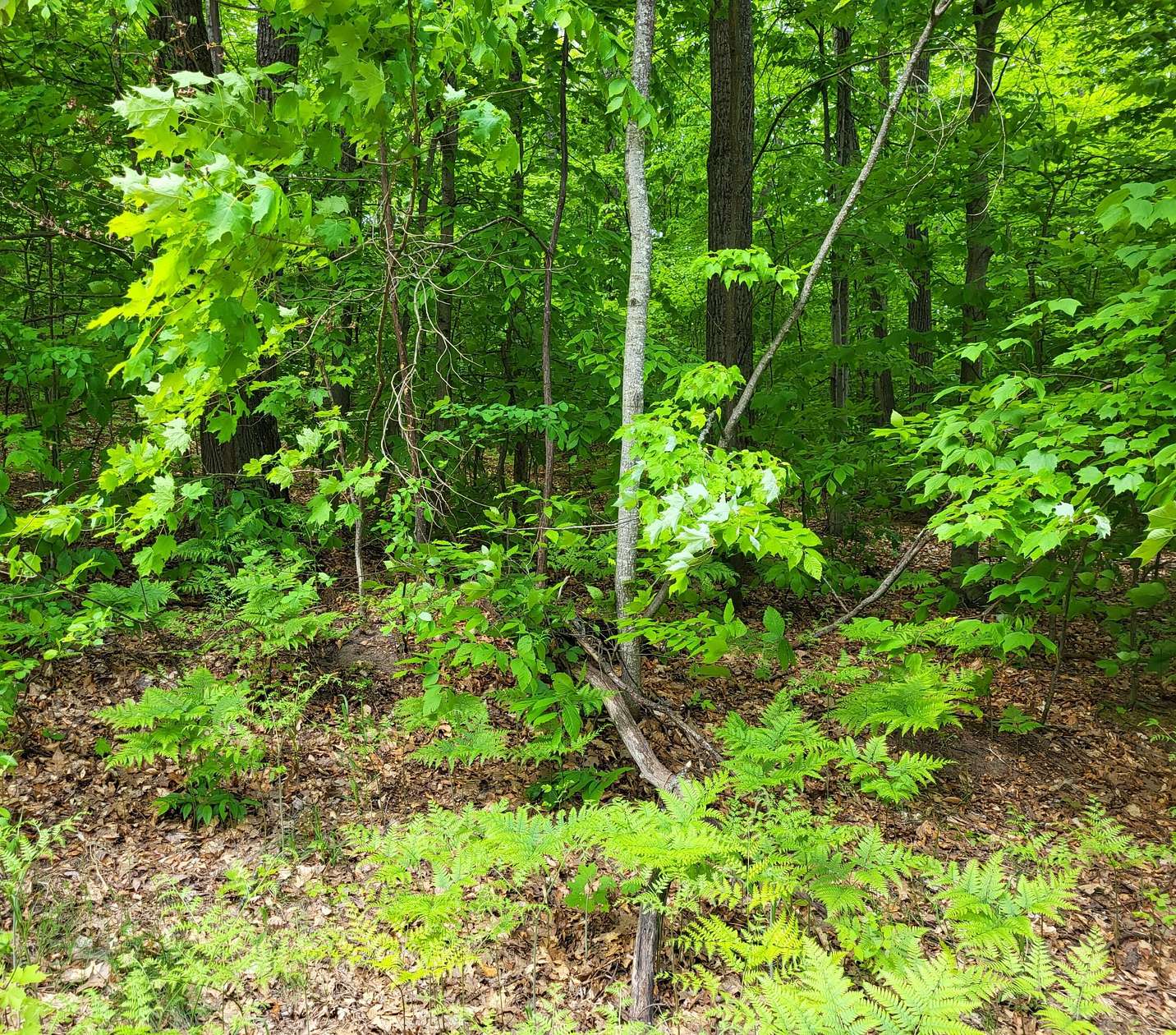 Land for Sale in Gaylord, Michigan