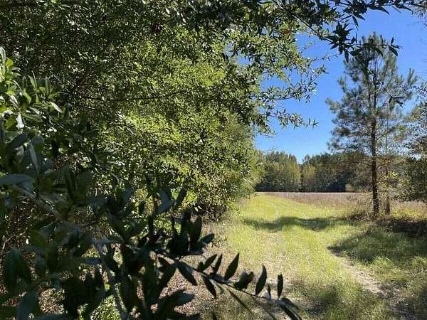 16 Acres of Land for Sale in Olar, South Carolina