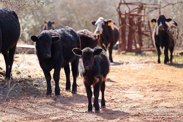 47.7 Acres of Land for Sale in Stockdale, Texas