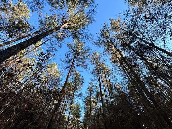 70.2 Acres of Recreational & Residential Land for Sale in Philadelphia, Mississippi