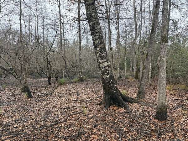 15.8 Acres of Recreational Land for Sale in Warren, Texas