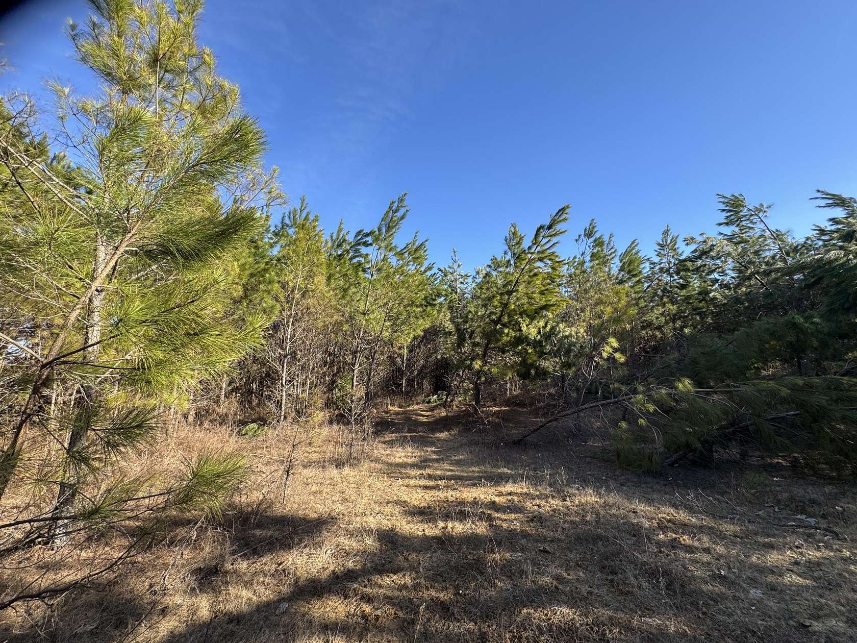 17 Acres of Land for Sale in Baldwyn, Mississippi