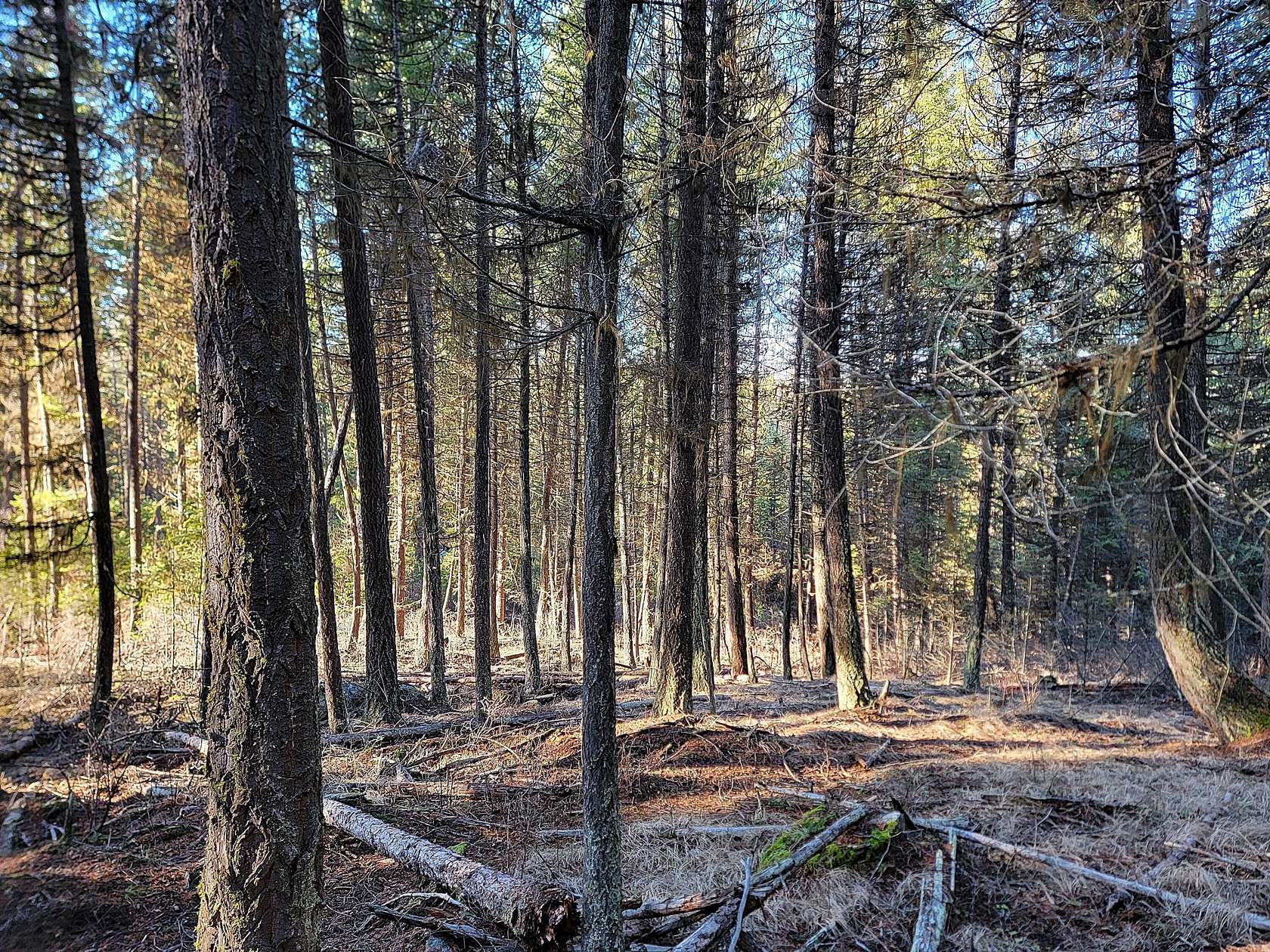 40 Acres of Recreational Land for Sale in Curlew, Washington