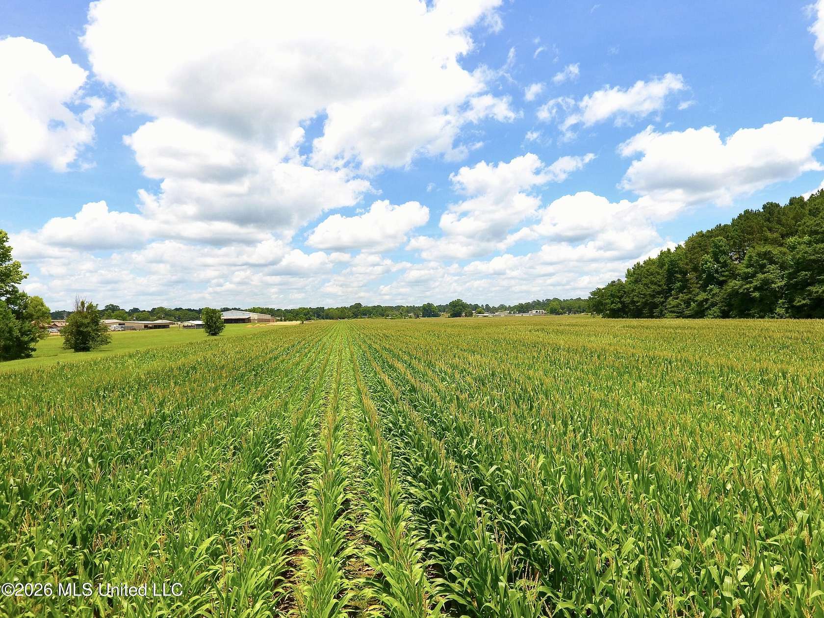 74.7 Acres of Land for Sale in Carthage, Mississippi