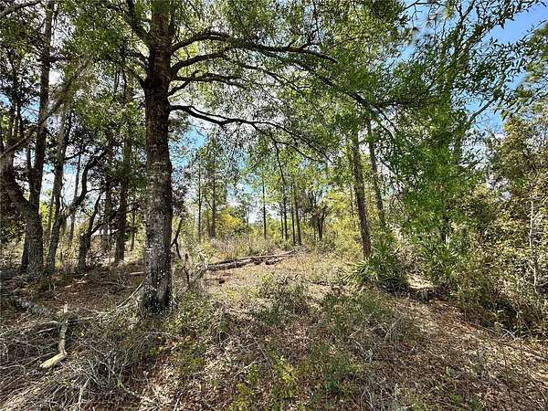 1.25 Acres of Residential Land for Sale in Bronson, Florida