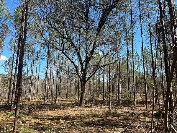 13 Acres of Land for Sale in Cottonwood, Alabama