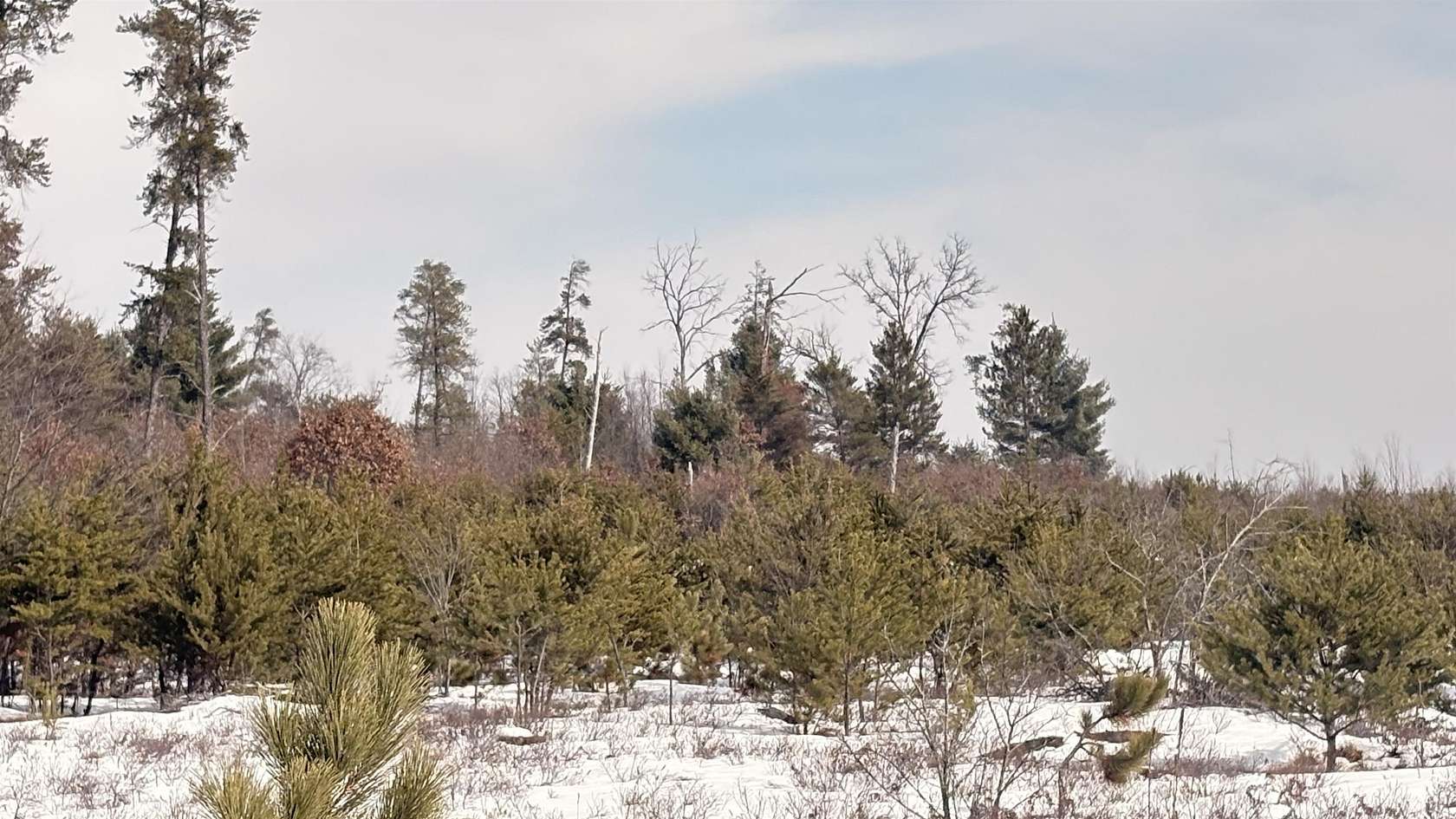 15 Acres of Land for Sale in Harrison, Michigan