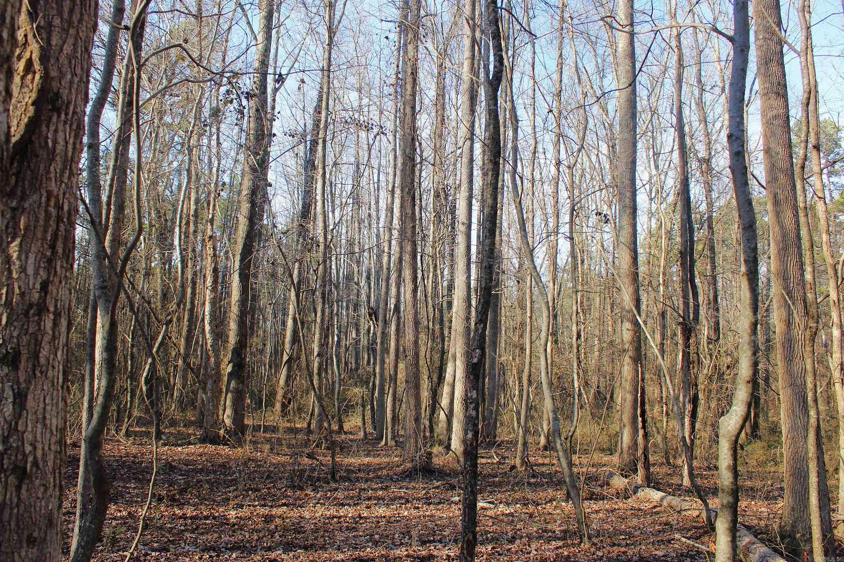 20 Acres of Recreational & Residential Land for Sale in Quitman, Arkansas