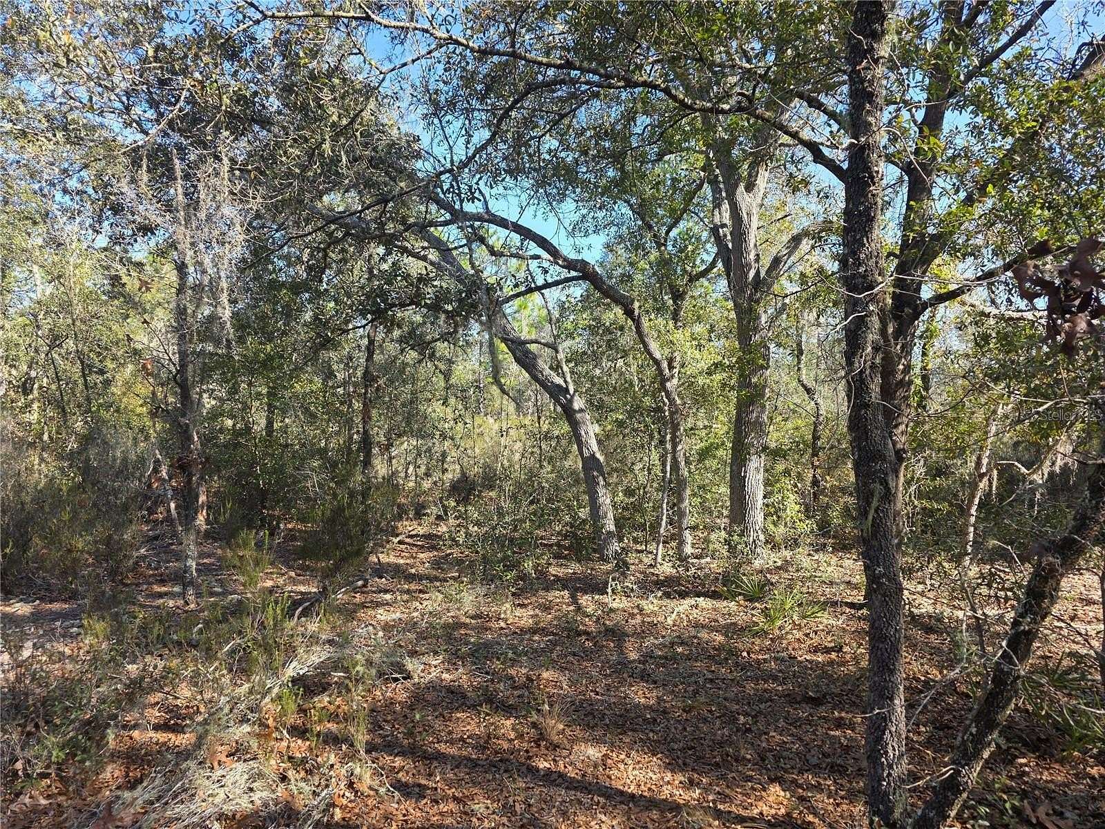 1.25 Acres of Residential Land for Sale in Bronson, Florida