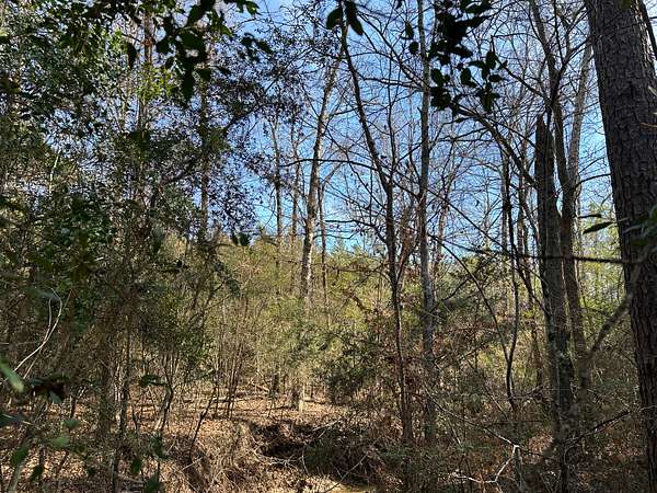 54.2 Acres of Recreational & Residential Land for Sale in Broaddus, Texas