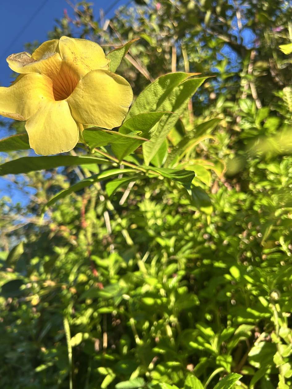 0.18 Acres of Residential Land for Sale in Pahoa, Hawaii