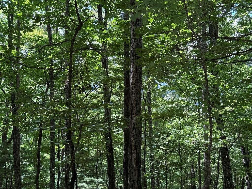 17 Acres of Land for Sale in Blue Ridge, Georgia