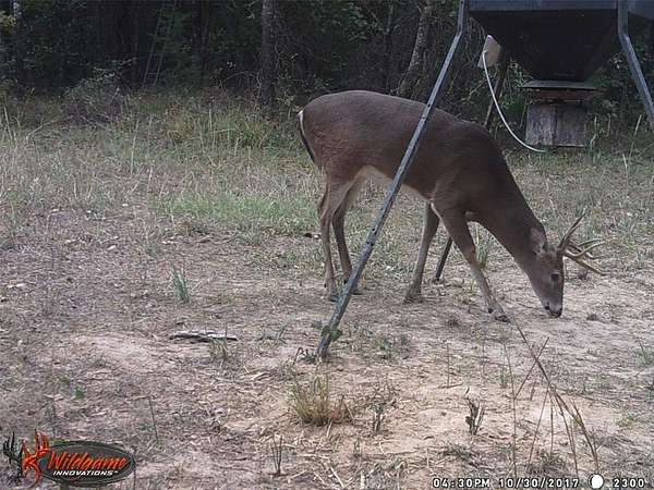 36.4 Acres of Recreational & Residential Land for Sale in Talco, Texas