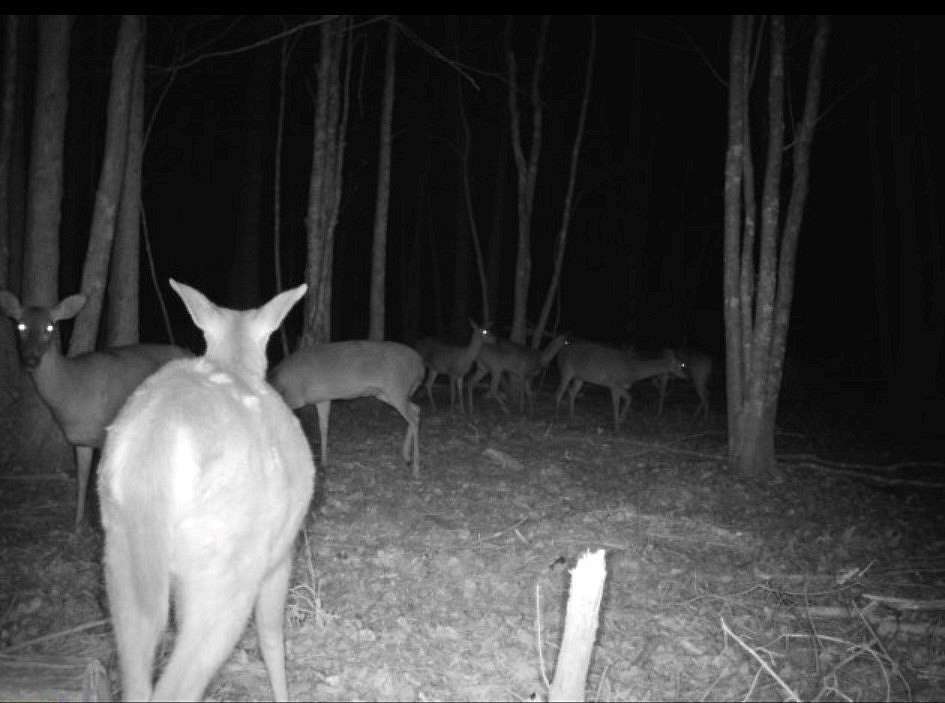 62 Acres of Land for Sale in Alma, Georgia