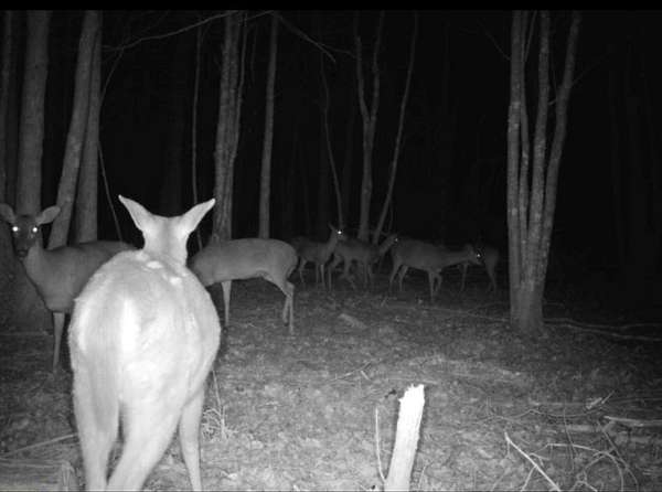 62 Acres of Land for Sale in Alma, Georgia