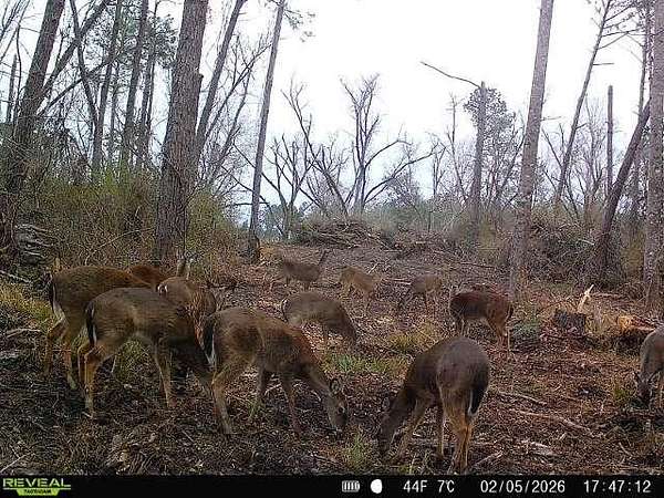 62 Acres of Land for Sale in Alma, Georgia