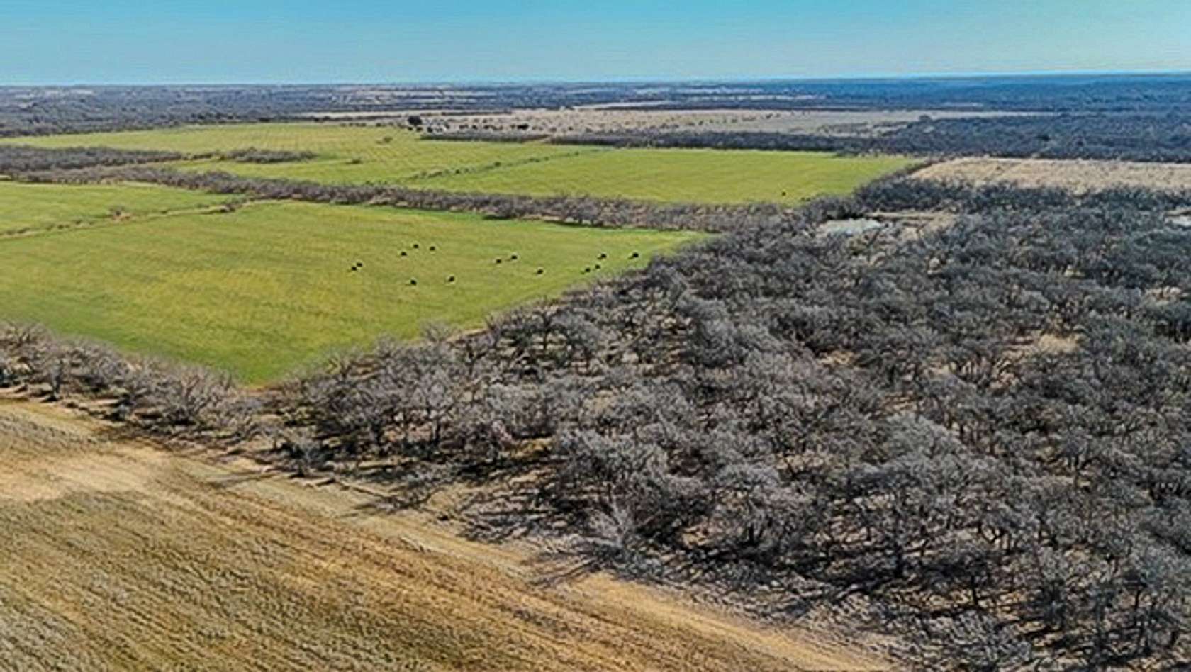 16 Acres of Recreational Land for Sale in Gorman, Texas